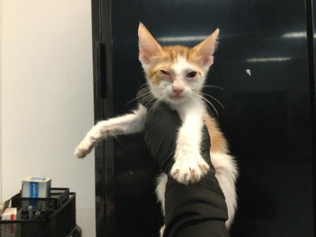 Shelter Stray Female Cat last seen Near BLOCK AVENIDA DESCANSO, DESERT HOT SPRINGS CA 92240, 72050 Pet Land Pl, Thousand Palms, CA 92276, USA