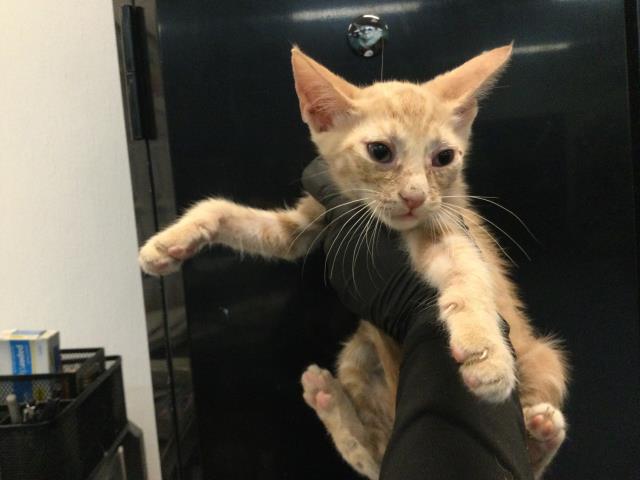 Shelter Stray Female Cat last seen Near BLOCK AVENIDA DESCANSO, DESERT HOT SPRINGS CA 92240, 72050 Pet Land Pl, Thousand Palms, CA 92276, USA