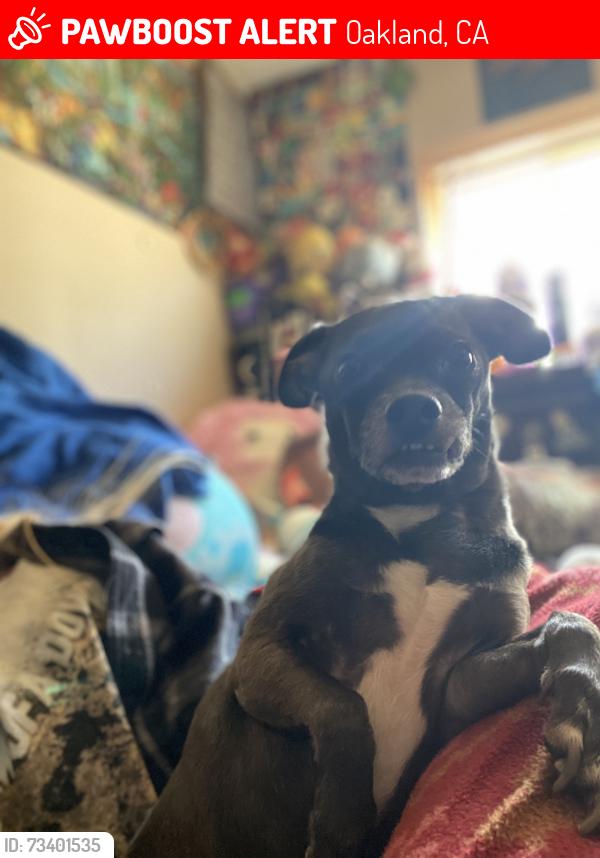 Lost Male Dog last seen 46th Ave and Bancroft Ave Oakland 94601, Oakland, CA 94601