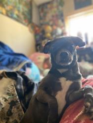 Lost Male Dog last seen 46th Ave and Bancroft Ave Oakland 94601, Oakland, CA 94601
