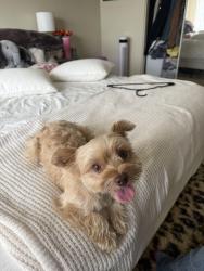 Lost Male Dog last seen Rock Springs & Main St, Hesperia, CA 92345