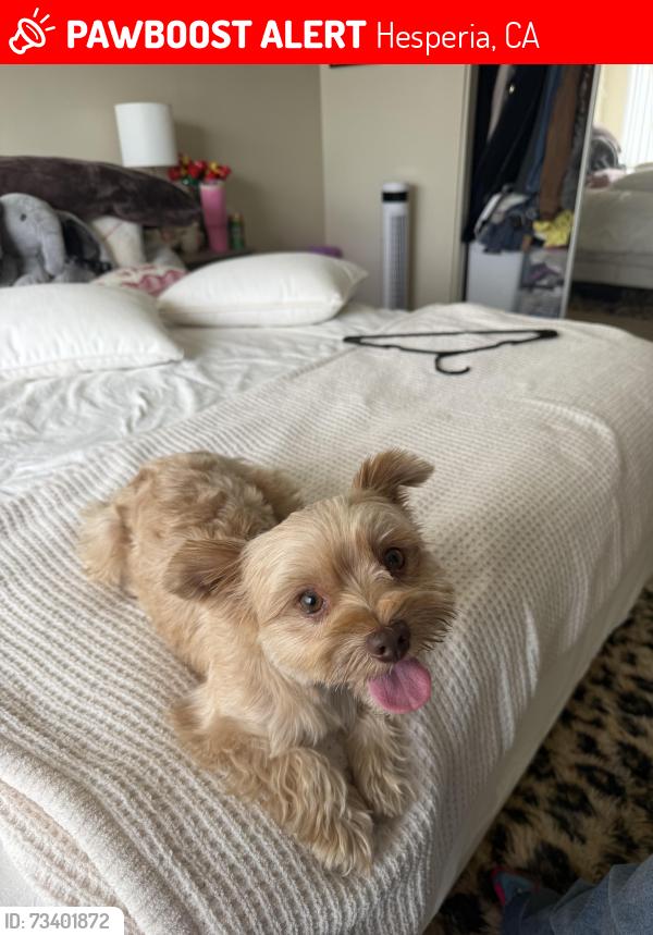 Lost Male Dog last seen Rock Springs & Main St, Hesperia, CA 92345