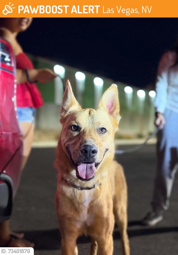Found/Stray Male Dog last seen Decatur and Tropicana, Las Vegas, NV 89103