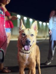 Found/Stray Male Dog last seen Decatur and Tropicana, Las Vegas, NV 89103