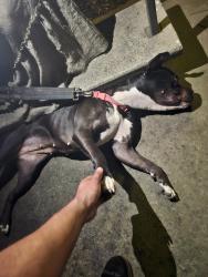 Reunited Female Dog last seen La Riviera Drive, Sacramento, CA 95826