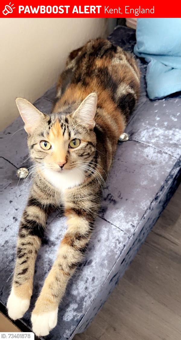 Lost Female Cat last seen st gregory’s church, Kent, England 