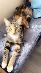 Lost Female Cat last seen st gregory’s church, Kent, England 
