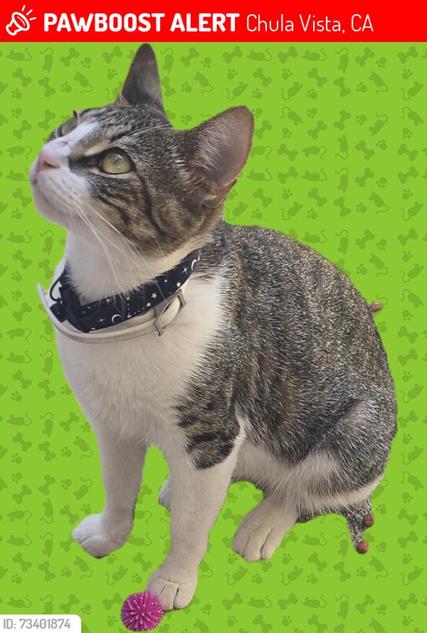 Lost Female Cat last seen Cobblecreek St. and Glenwood Springs Ave., Chula Vista, CA 91913
