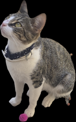 Lost Female Cat last seen Cobblecreek St. and Glenwood Springs Ave., Chula Vista, CA 91913
