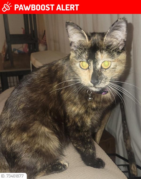 Lost Female Cat last seen Outer drive and warren, Dearborn Heights, MI 48127