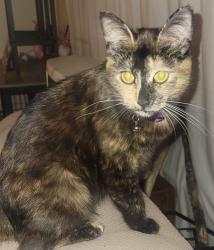 Lost Female Cat last seen Outer drive and warren, Dearborn Heights, MI 48127