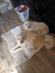 Reunited Female Dog last seen Harrison, Las Cruces, NM 88005