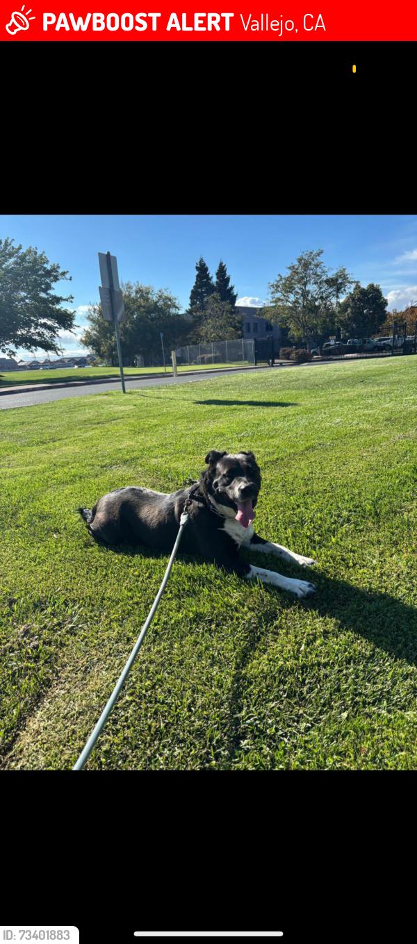 Lost Female Dog last seen Indiana st and Sacramento st, Vallejo, CA 94590