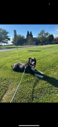 Lost Female Dog last seen Indiana st and Sacramento st, Vallejo, CA 94590