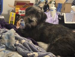 Found/Stray Male Dog last seen Near N 88th St, Mesa, AZ 85207, Mesa, AZ 85207
