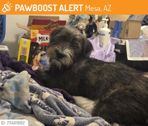 Found/Stray Male Dog last seen Near N 88th St, Mesa, AZ 85207, Mesa, AZ 85207