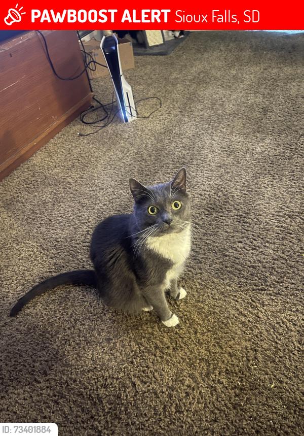 Lost Male Cat last seen In between Rice and 6th, Sioux Falls, SD 57103