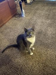 Lost Male Cat last seen In between Rice and 6th, Sioux Falls, SD 57103