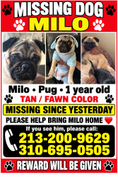 Lost Male Dog last seen 111th pl, Los Angeles, CA 90059