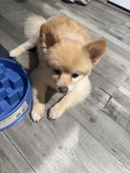 Lost Male Dog last seen Cedar Hill St, Dallas, TX 75208