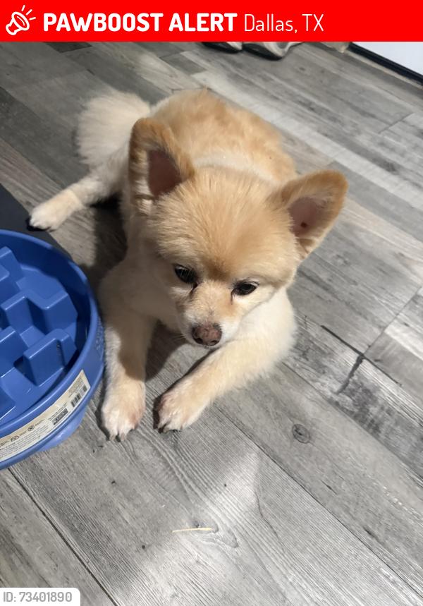 Lost Male Dog last seen Cedar Hill St, Dallas, TX 75208