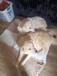 Reunited Male Dog last seen Harrison, Las Cruces, NM 88005