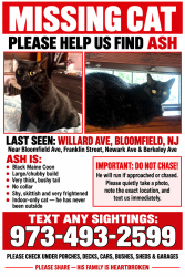 Lost Male Cat last seen Franklin St Bloomfield Ave Berkeley Ave, Bloomfield, NJ 07003
