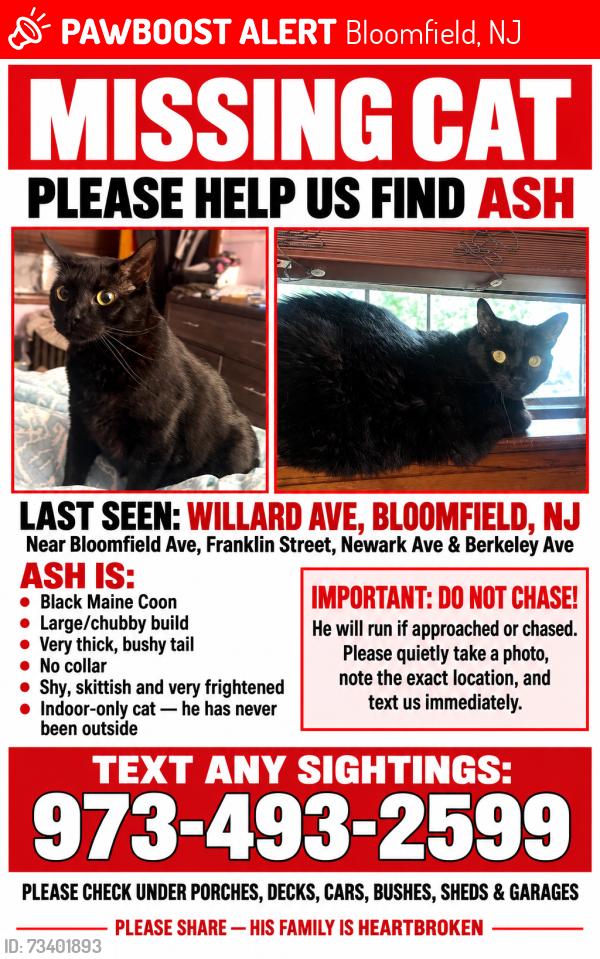 Lost Male Cat last seen Franklin St Bloomfield Ave Berkeley Ave, Bloomfield, NJ 07003