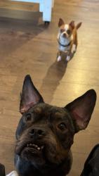 Lost Male Dog last seen Inside home, Boynton Beach, FL 33437