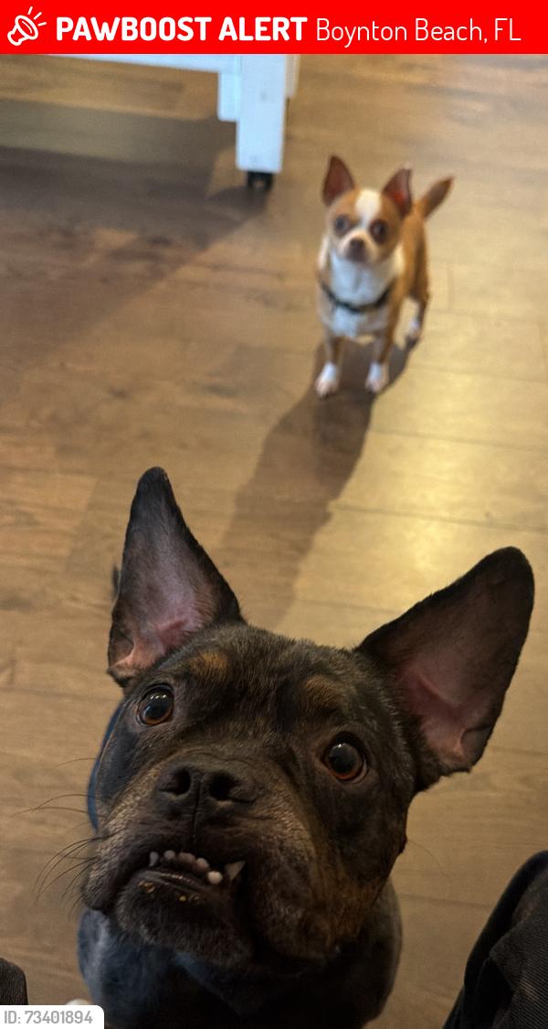 Lost Male Dog last seen Inside home, Boynton Beach, FL 33437
