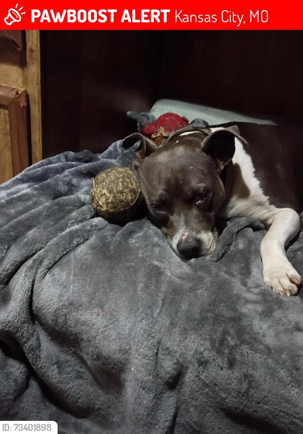 Lost Female Dog last seen Front steet, Kansas City, MO 64120