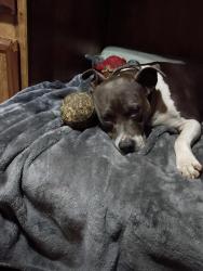 Lost Female Dog last seen Front steet, Kansas City, MO 64120