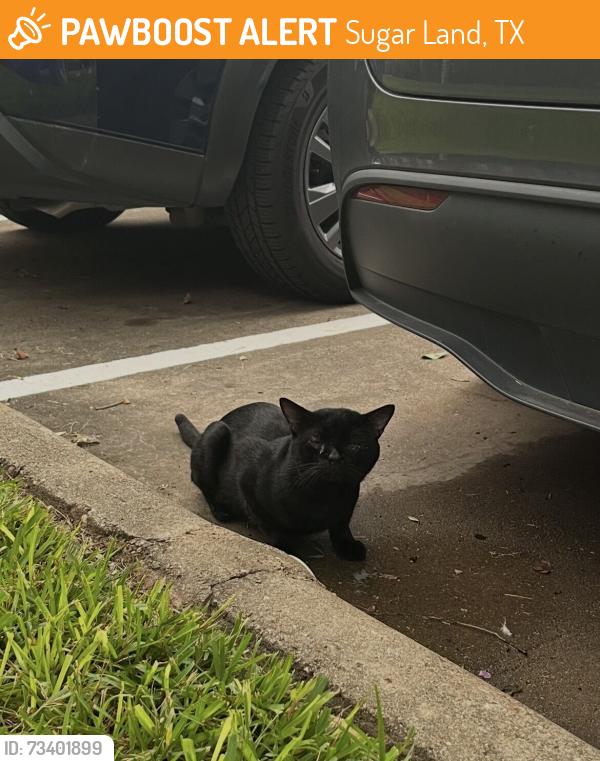 Found/Stray Unknown Cat last seen Near Long Reach Drive, Sugar Land, Sugar Land, TX 77478