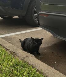 Found/Stray Unknown Cat last seen Near Long Reach Drive, Sugar Land, Sugar Land, TX 77478