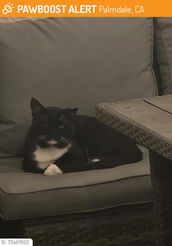 Found/Stray Unknown Cat last seen Palmdale Regional Medical Center, Palmdale, CA 93551
