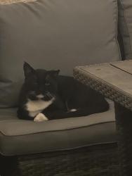 Found/Stray Unknown Cat last seen Palmdale Regional Medical Center, Palmdale, CA 93551