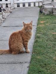 Lost Male Cat last seen Coughlin, Vallejo, CA 94590