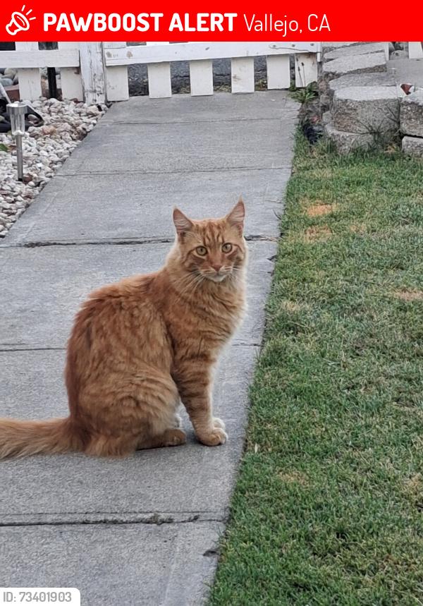 Lost Male Cat last seen Coughlin, Vallejo, CA 94590