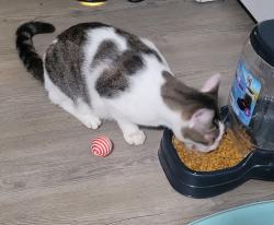 Reunited Male Cat last seen 37th St NE and Old Tasso Rd, Cleveland, Cleveland, TN 37312