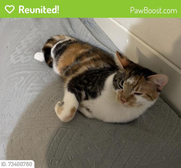 Reunited Female Cat last seen Vernon Hill Ara, Worcester, MA 01607