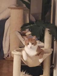 Lost Male Cat last seen The pic is of my present cat who lives with me. Toby looks just like thatbut black and white- my phone pics of him were deleted, Toronto, ON M5S 2P9