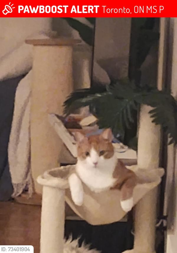 Lost Male Cat last seen The pic is of my present cat who lives with me. Toby looks just like thatbut black and white- my phone pics of him were deleted, Toronto, ON M5S 2P9