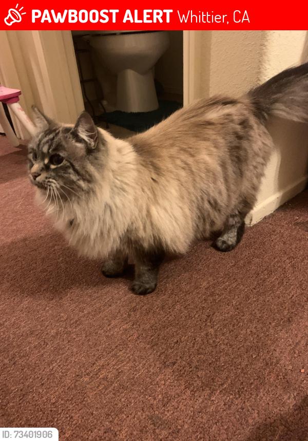 Lost Female Cat last seen Balfour st Whittier ca, Whittier, CA 90606