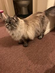 Lost Female Cat last seen Balfour st Whittier ca, Whittier, CA 90606