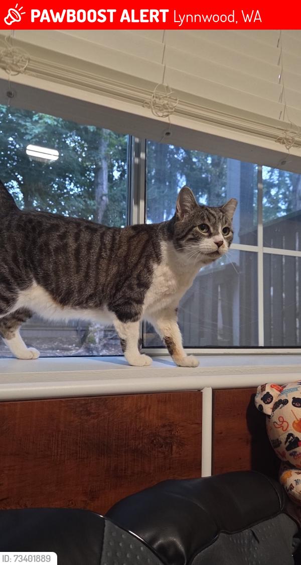 Lost Male Cat last seen 164th St SW & Spruce St, Lynnwood, WA 98087
