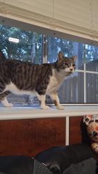 Lost Male Cat last seen 164th St SW & Spruce St, Lynnwood, WA 98087