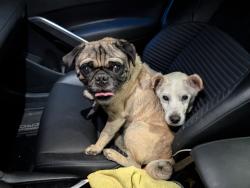 Reunited Male Dog last seen Near Downey Ave, Paramount, CA 90723, USA, Paramount, CA 90723