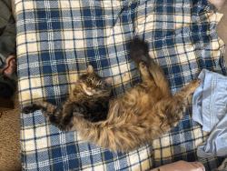 Reunited Male Cat last seen 82nd PL NE, Kenmore, WA 98028
