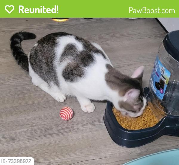 Reunited Male Cat last seen 37th St NE and Old Tasso Rd, Cleveland, Cleveland, TN 37312