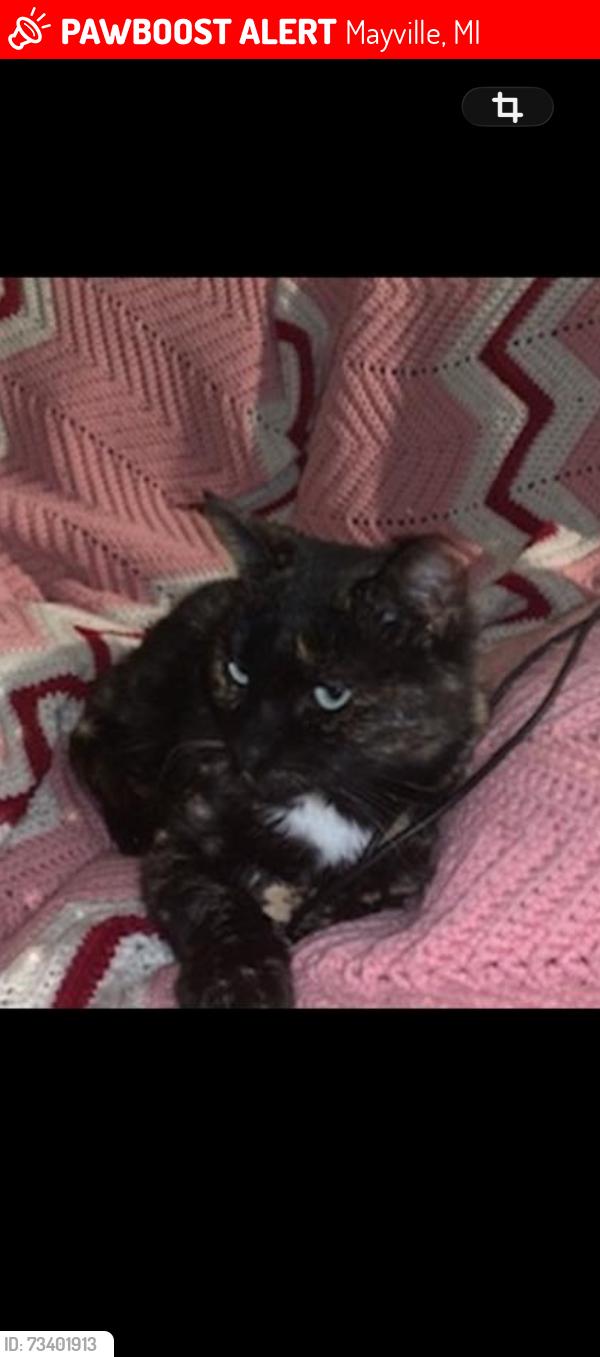 Lost Female Cat last seen Between Lincoln St. & Lobdell Rd., Mayville, MI 48744